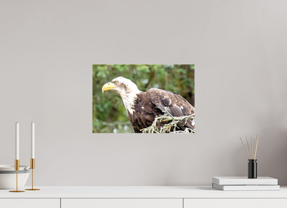 Majestic Watch – Bald Eagle on the Kenai Peninsula Nature Photography Print