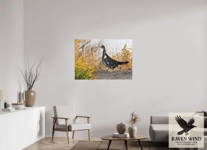 45.7 x 32″, Fine Art Print on Photo Rag Baryta - unframed (email for frame options) Grounded Grace - a Wild Grouse Nature Photography Print