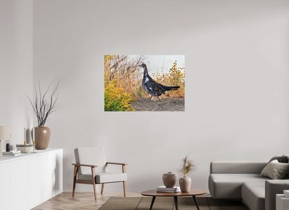 Grounded Grace – Fine Art Print of a Wild Grouse