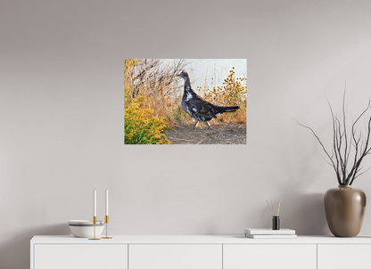 Grounded Grace – Fine Art Print of a Wild Grouse