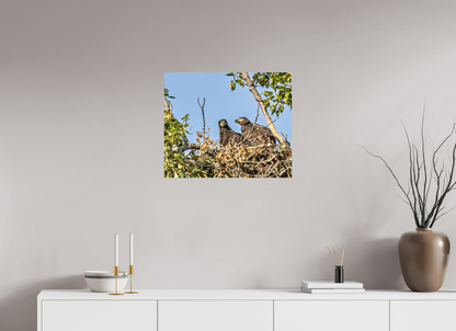 Nestmates – Young Eagles in a Woodland Home – Nature Photography Print