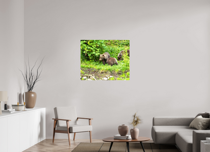 Brown Bear Triplets