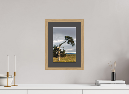 Still Standing - The Cedar That Weathered It All