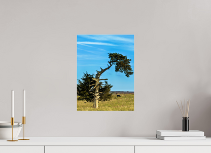 Still Standing – The Cedar That Reached for the Sky