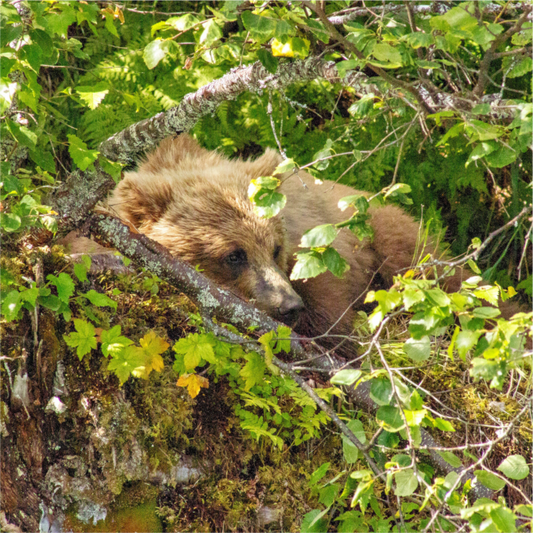 Nature photography print of a brown bear cub peeking from behind a tree branch in a forest setting