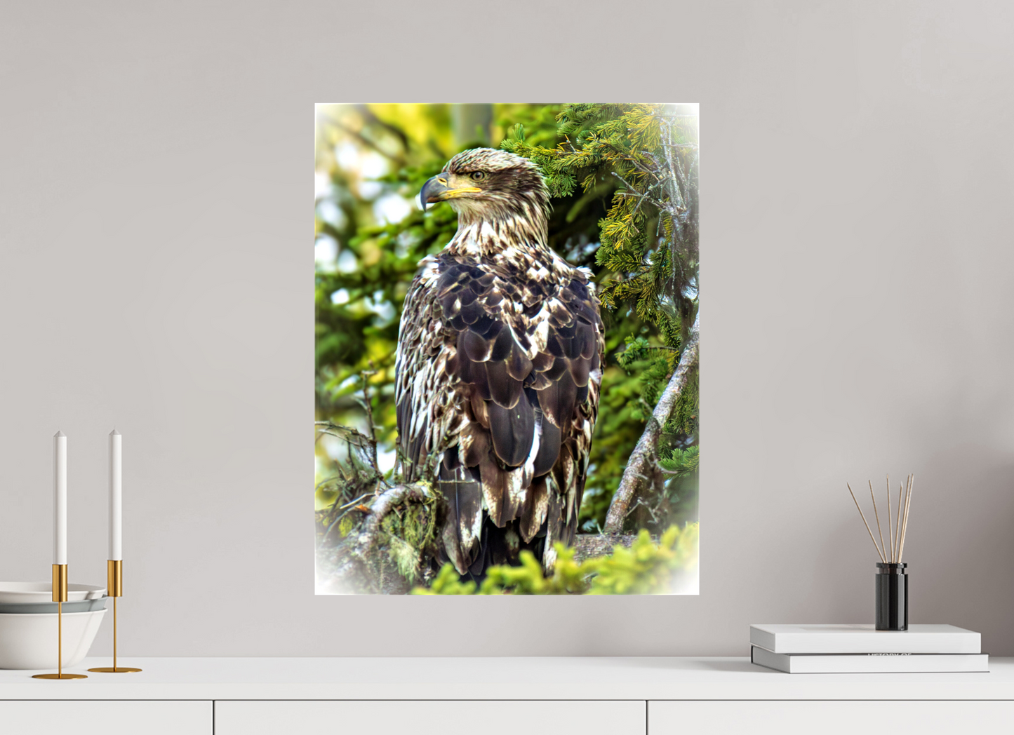 Forest Watch – Young Eagle Among the Pines Nature Photography Print