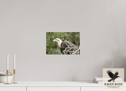12 x 8″, Photo Print On Fuji Crystal DP II - unframed Majestic Watch - Bald Eagle on the Kenai Nature Photography Print