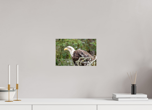 Majestic Watch – Bald Eagle on the Kenai Peninsula Nature Photography Print