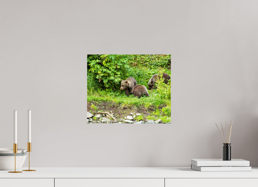 Brown Bear Triplets