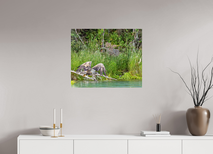 Skimming the Wild – Juvenile Bald Eagle Over the Kasilof River, Nature Photography Print