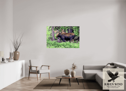54 x 36″, Fine Art Print on Photo Rag Baryta - unframed (email for framing options) Watchful Moose Nature Photography Print