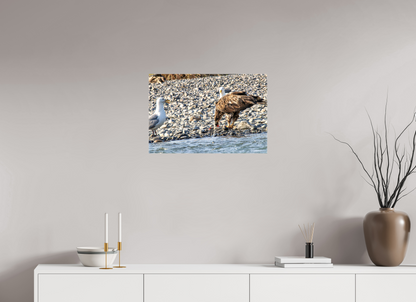 Mine? Mine? – Bald Eagle and Seagull Shoreline Standoff Nature Photography Print