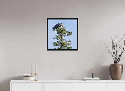 Silent Sentinel – Bald Eagle in Alaska’s Pines Nature Photography Print