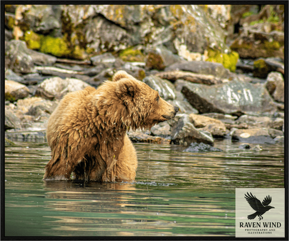 A nature photography print of a brown bear standing in water with rocky background