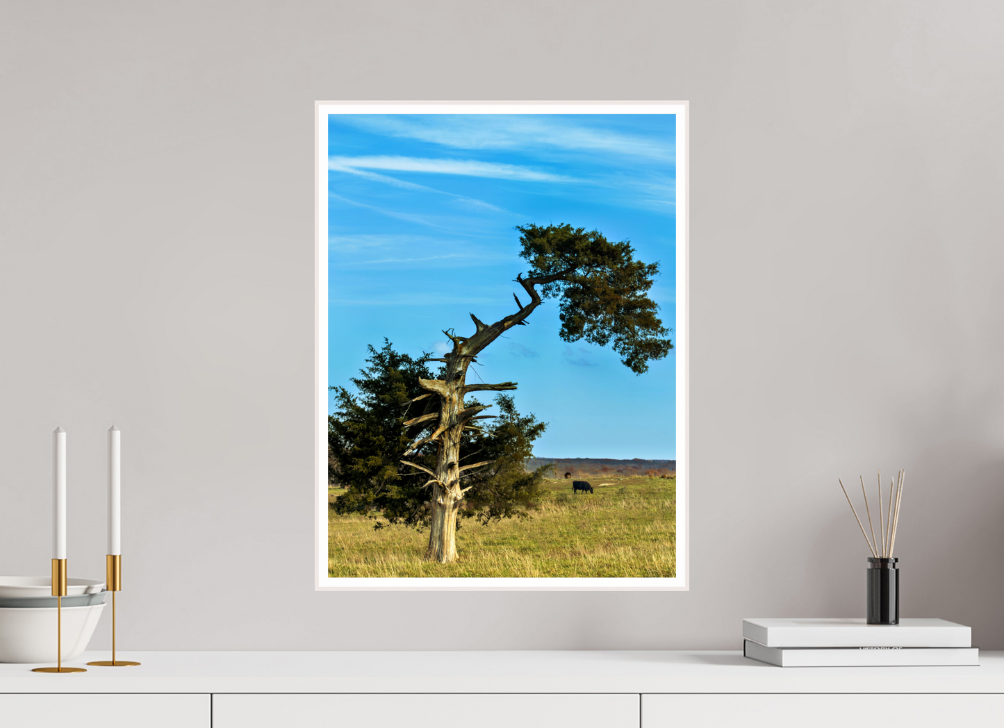 Still Standing – The Cedar That Reached for the Sky