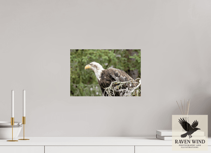 15 x 10″, Photo Print On Fuji Crystal DP II - unframed Majestic Watch - Bald Eagle on the Kenai Nature Photography Print