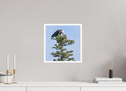 Silent Sentinel – Bald Eagle in Alaska’s Pines Nature Photography Print
