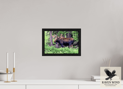 12 x 8″, Floater Frame - black oak frame - ready to hang Watchful Moose Nature Photography Print