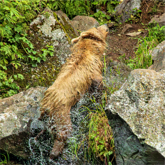 Nature Photography print of a brown bear shaking off water after leaving a stream surrounded by rocks and greenery