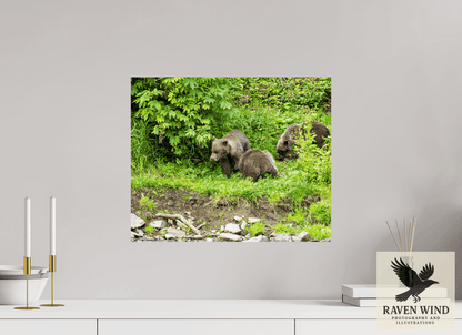Raven Wind Photography & Illustrations-Brown Bear Triplets Fine Art Wildlife Photography Print -