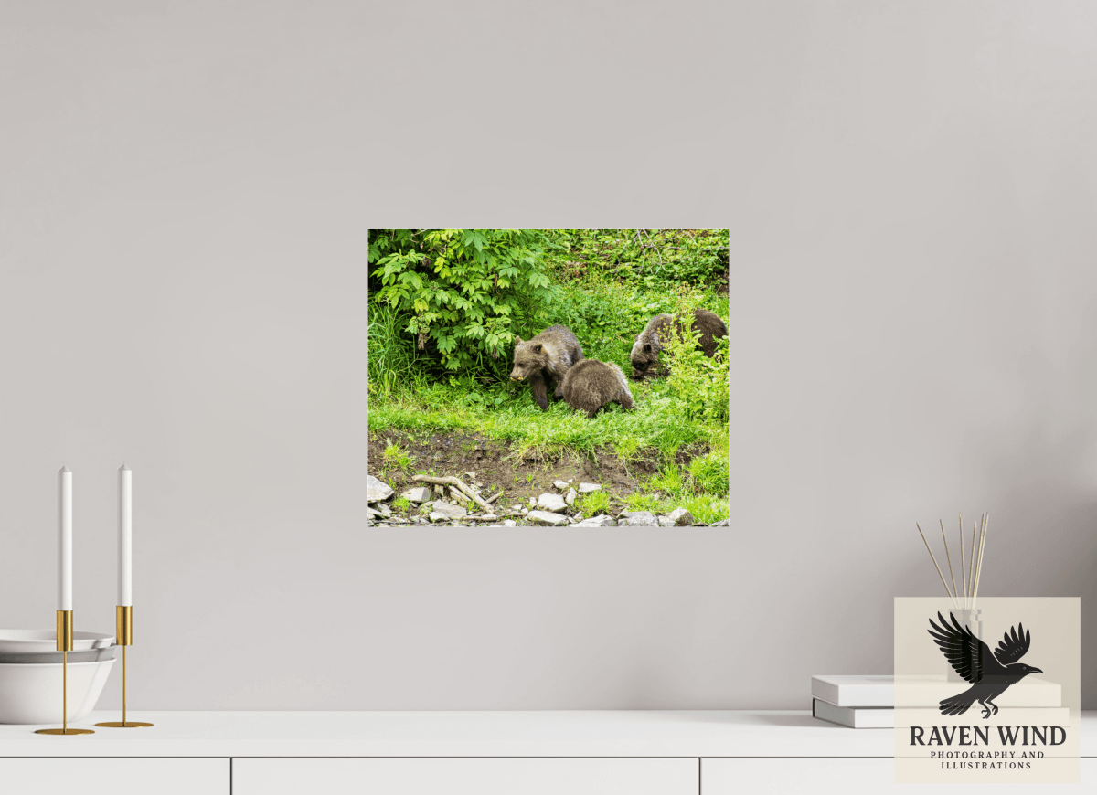Raven Wind Photography & Illustrations-Brown Bear Triplets Fine Art Wildlife Photography Print -