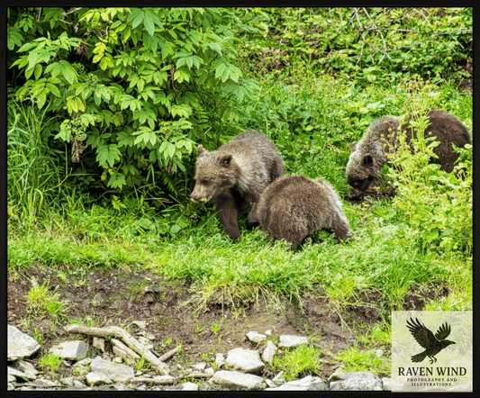 Raven Wind Photography & Illustrations-Brown Bear Triplets Fine Art Wildlife Photography Print -