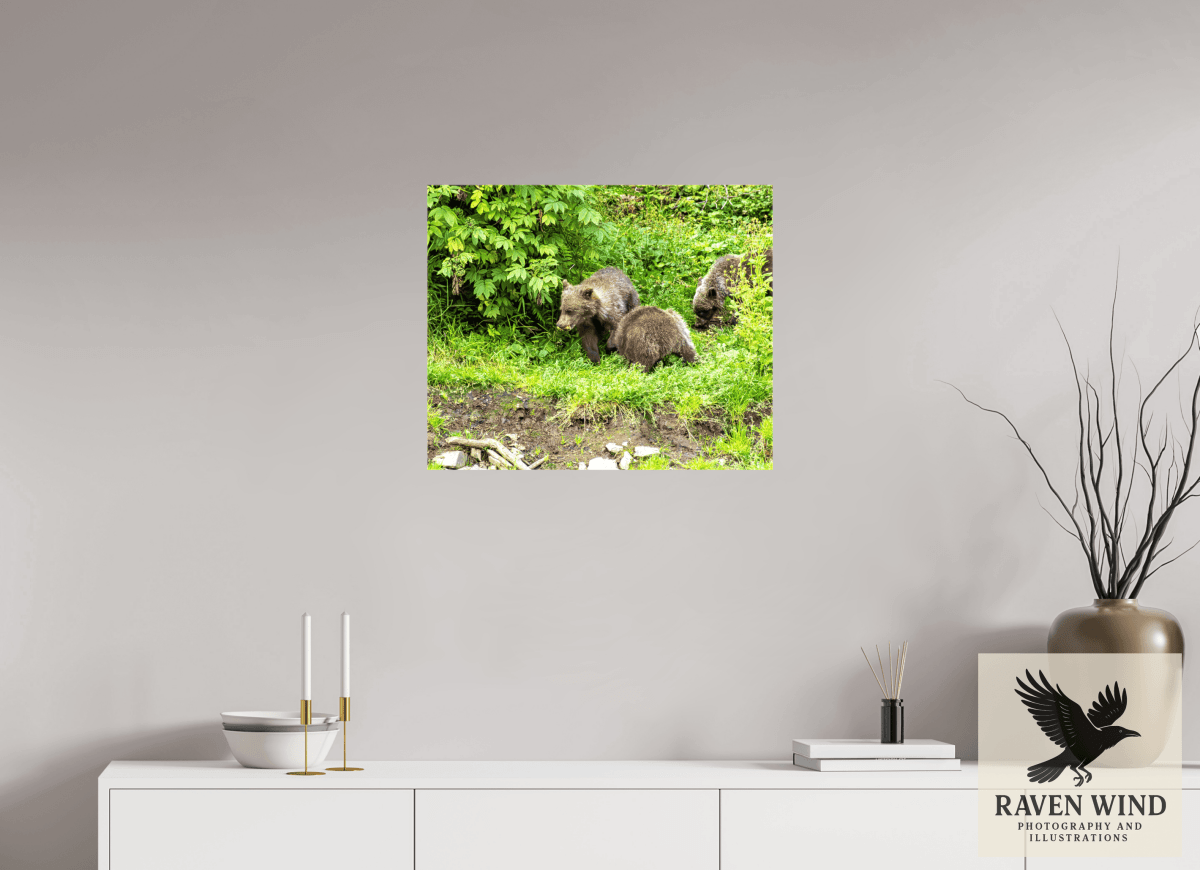Raven Wind Photography & Illustrations-Brown Bear Triplets Fine Art Wildlife Photography Print -
