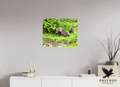 Raven Wind Photography & Illustrations-Brown Bear Triplets Fine Art Wildlife Photography Print -