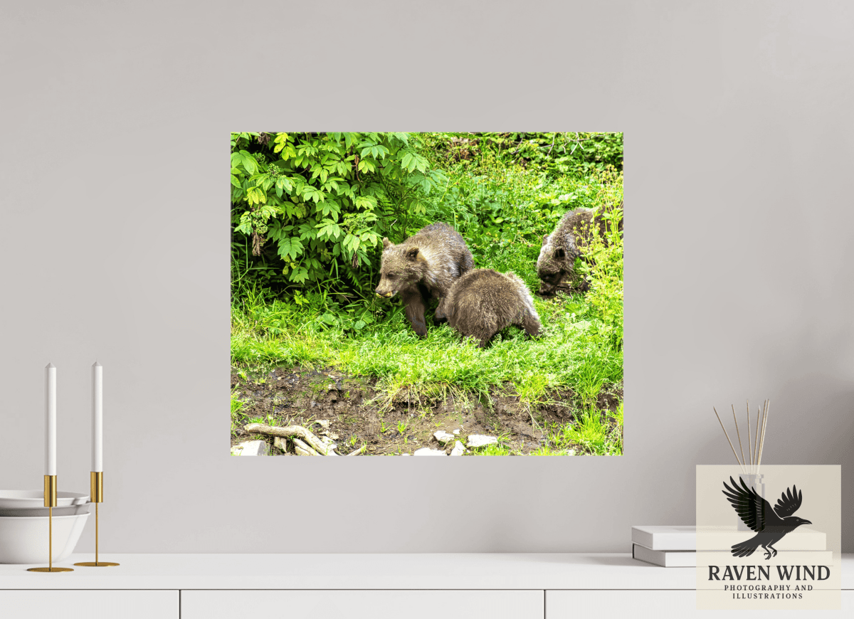 Raven Wind Photography & Illustrations-Brown Bear Triplets Fine Art Wildlife Photography Print -