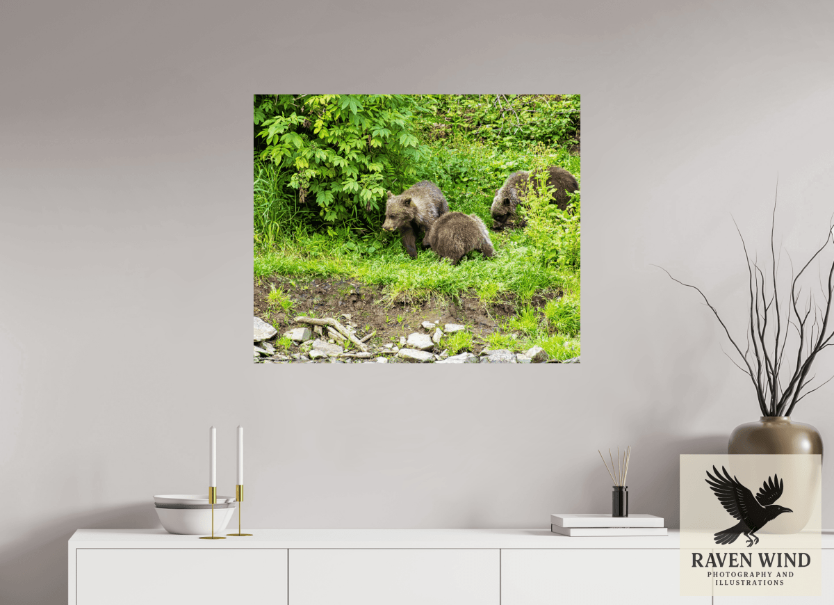 Raven Wind Photography & Illustrations-Brown Bear Triplets Fine Art Wildlife Photography Print -