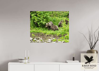 Raven Wind Photography & Illustrations-Brown Bear Triplets Fine Art Wildlife Photography Print -
