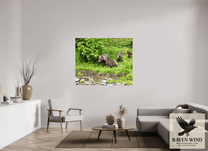 Raven Wind Photography & Illustrations-Brown Bear Triplets Fine Art Wildlife Photography Print -
