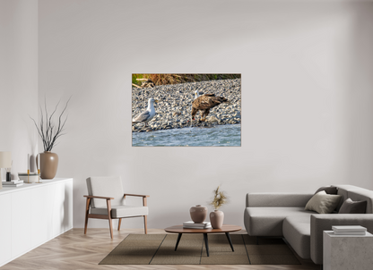 Mine? Mine? – Bald Eagle and Seagull Shoreline Standoff Nature Photography Print