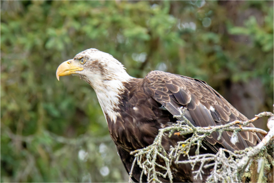 Nature Photography Print of a bald eagle perched on a branch with a blurred green forest background