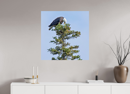 Silent Sentinel – Bald Eagle in Alaska’s Pines Nature Photography Print