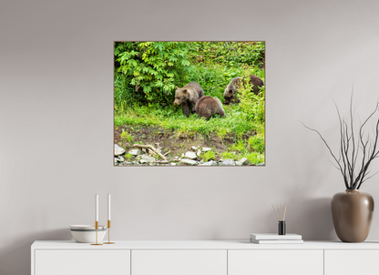 Brown Bear Triplets