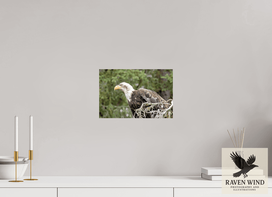 12 x 8″, ChromaLuxe HD Metal Print - ready to hang Majestic Watch - Bald Eagle on the Kenai Nature Photography Print