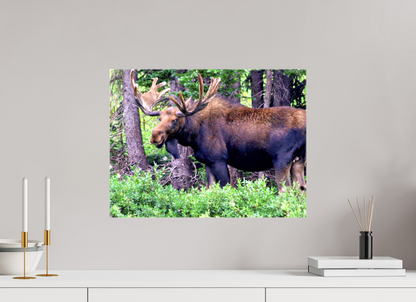 Watchful Moose - Fine Art Wildlife Print