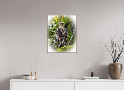 Forest Watch – Young Eagle Among the Pines Nature Photography Print