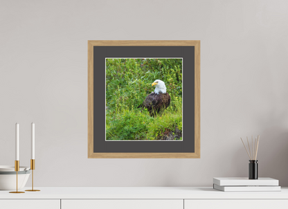 Grounded Majesty – Bald Eagle in Alaska’s Wilderness Nature Photography Print