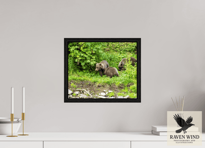 14.6 x 12″, Floater Frame - black oak frame - ready to hang Brown Bear Triplets Nature Photography Print