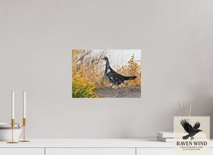 14.3 x 10″, Fine Art Print on Pearl Texture - unframed (email for frame options) Grounded Grace - a Wild Grouse Nature Photography Print