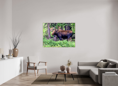 Watchful Moose - Fine Art Wildlife Print