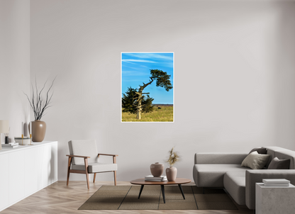 Still Standing – The Cedar That Reached for the Sky