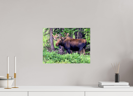 Watchful Moose - Fine Art Wildlife Print