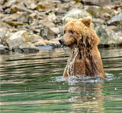 Nature Photography Print of a brown bear in water with rocky background