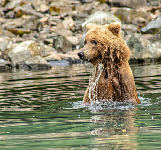 Nature Photography Print of a brown bear in water with rocky background