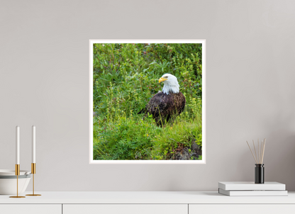 Grounded Majesty – Bald Eagle in Alaska’s Wilderness Nature Photography Print