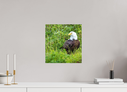 Grounded Majesty – Bald Eagle in Alaska’s Wilderness Nature Photography Print
