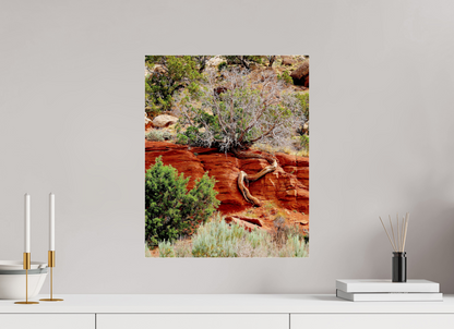 Resilient Roots – Twisted Tree in Red Rock Desert Fine Art Print